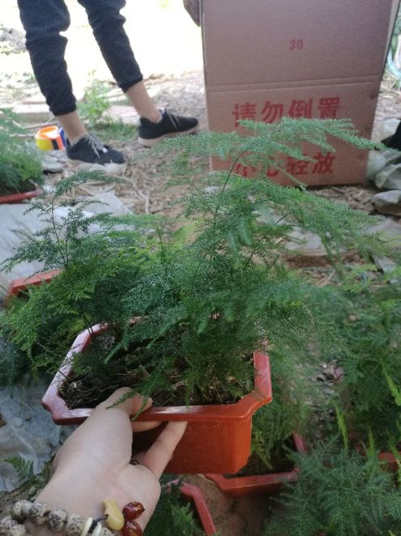 文竹