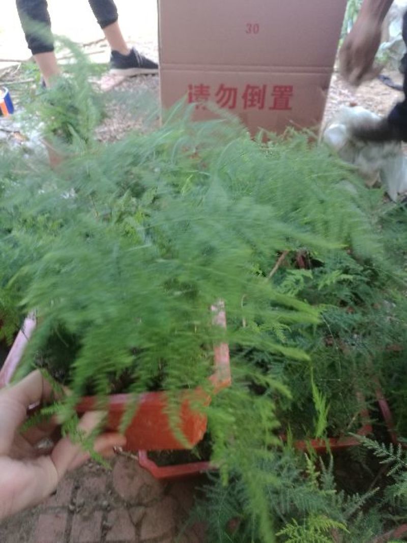 文竹