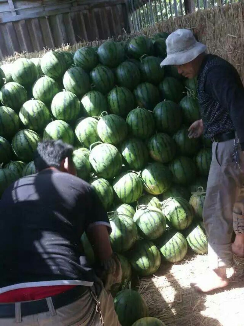 京欣西瓜8斤打底8成熟1茬