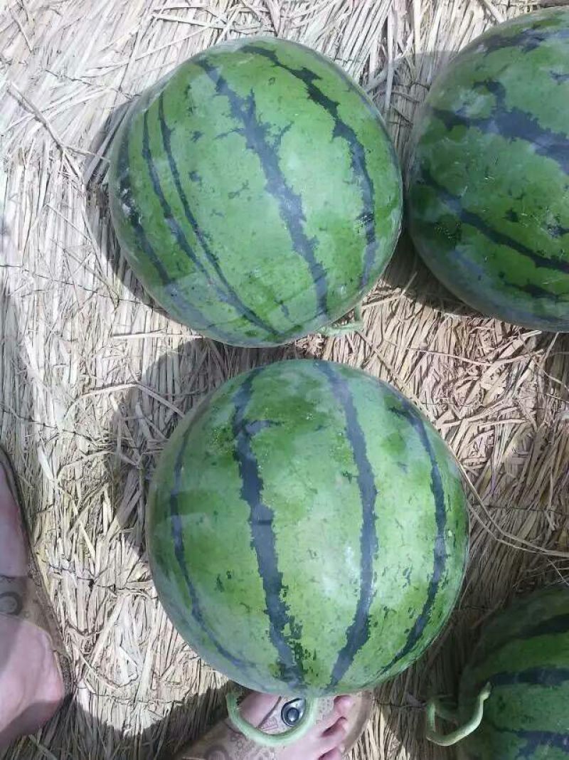 京欣西瓜8斤打底8成熟1茬