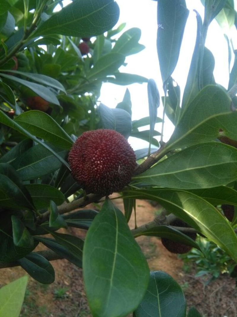 杨梅2.5~3cm
