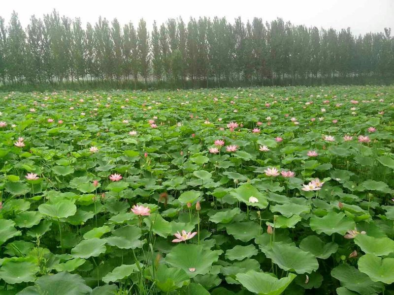 荷花50~60cm