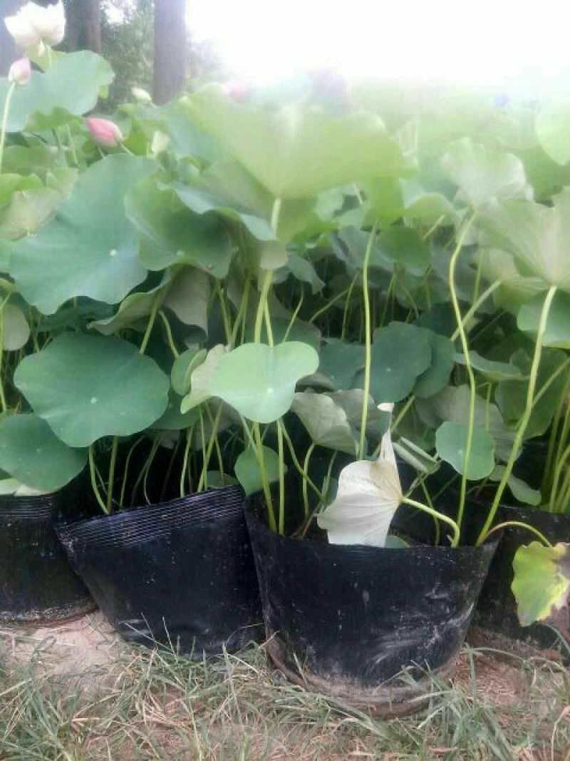荷花30~40cm