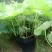 荷花30~40cm