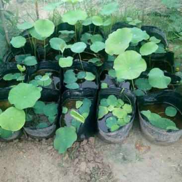 荷花30~40cm