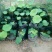 荷花30~40cm
