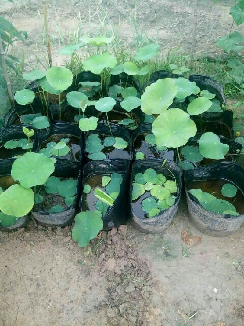 荷花30~40cm