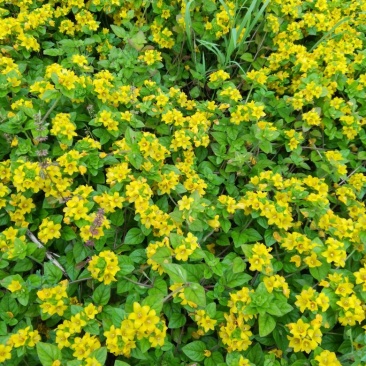 野菊花统货