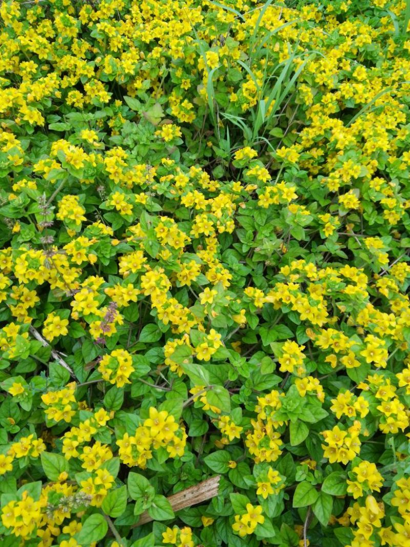 野菊花统货