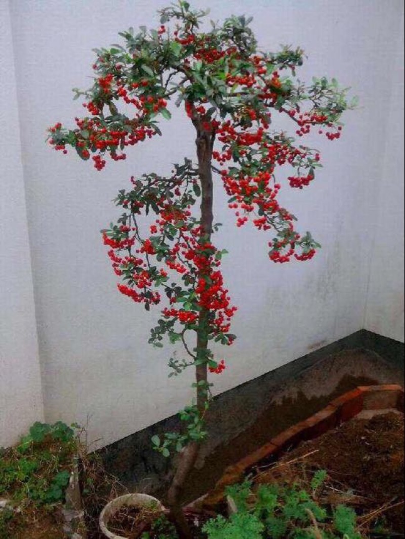 火棘球