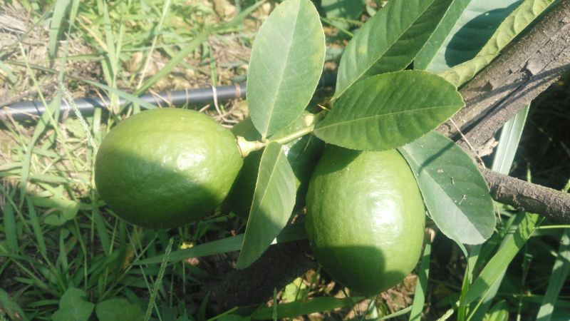 香水柠檬2.7~3.2两