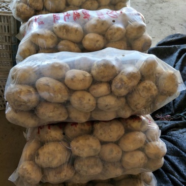 土豆精品基地直发量大从优品质保障可个个饱满，很嫩，精