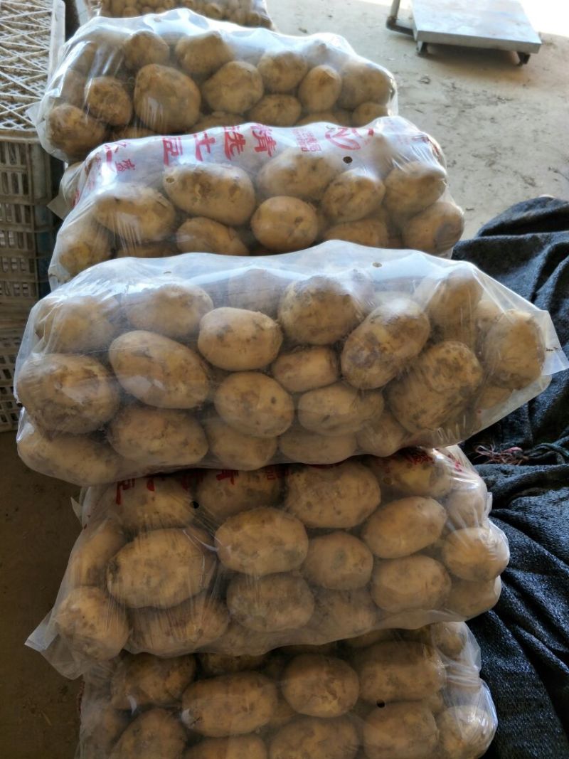 土豆精品基地直发量大从优品质保障可个个饱满，很嫩，精
