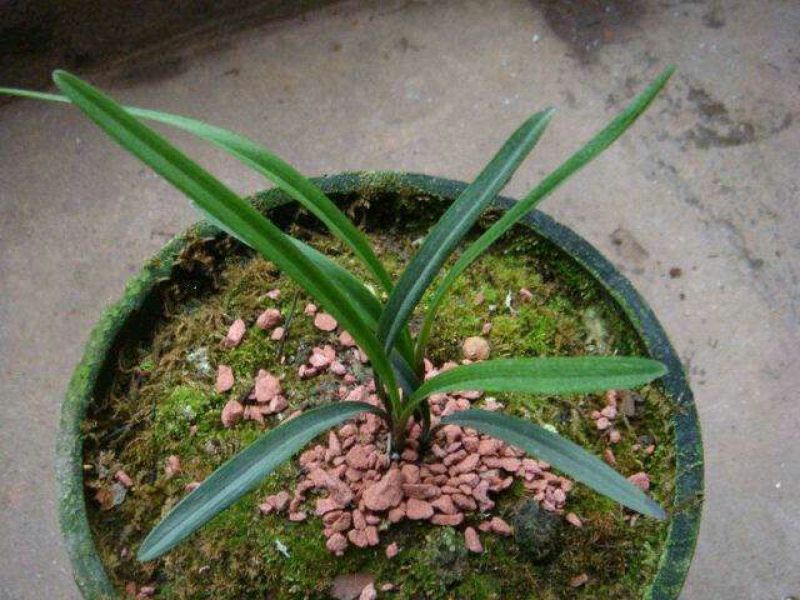 兰花不含盆