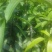 芒果苗1m以下