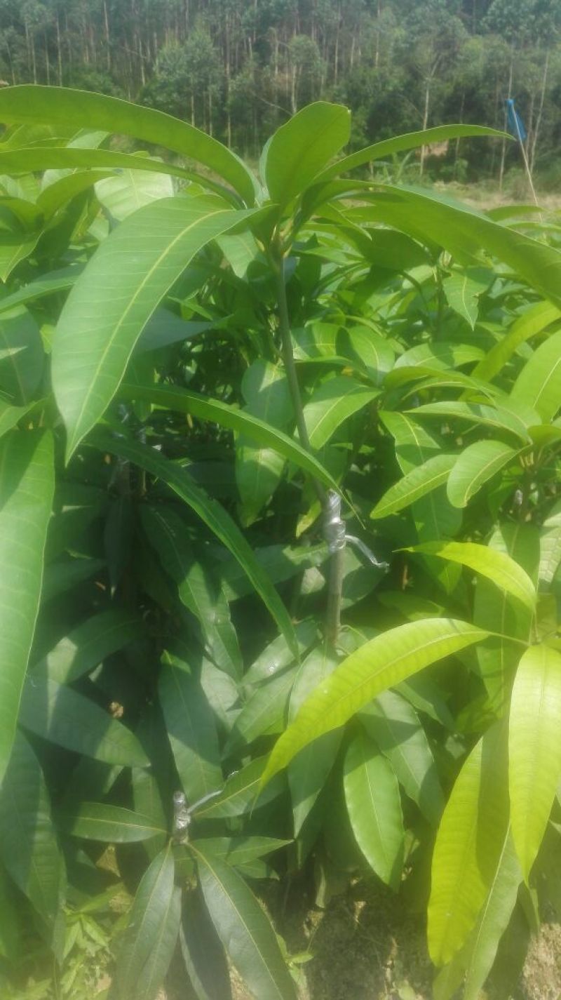 芒果苗1m以下