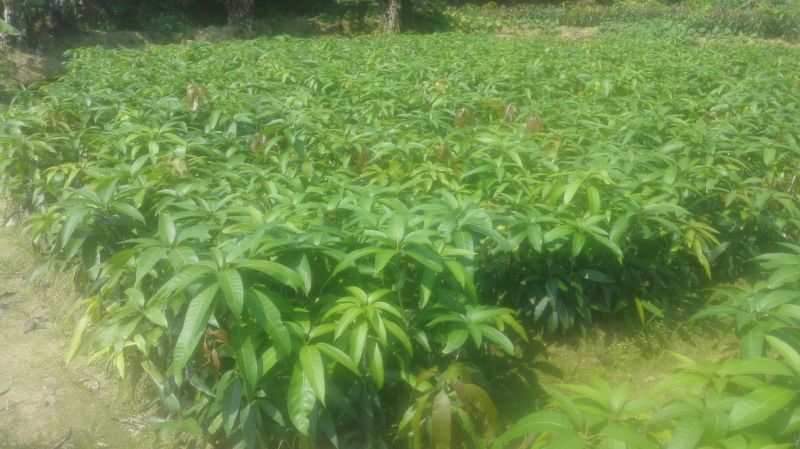 芒果苗1m以下