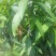 芒果苗1m以下