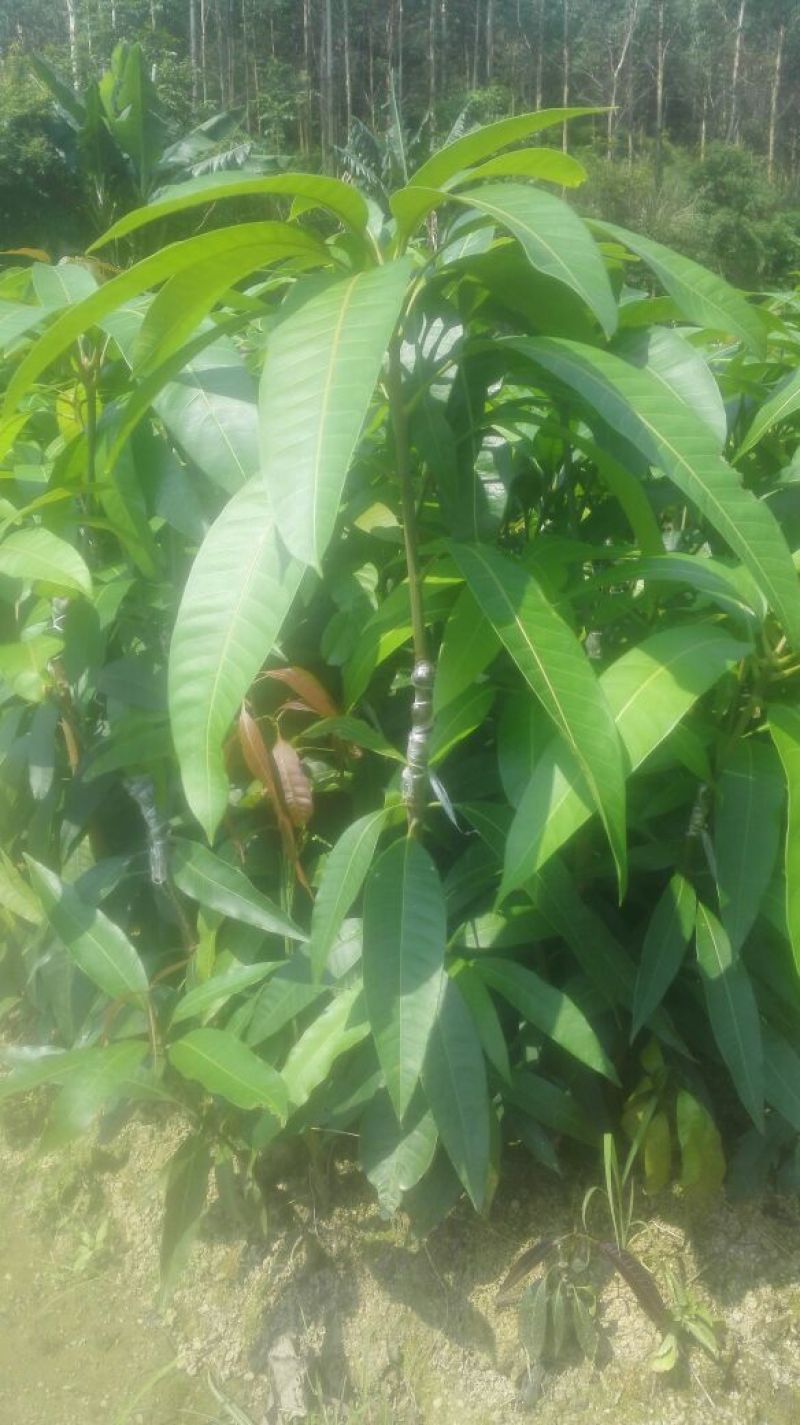 芒果苗1m以下