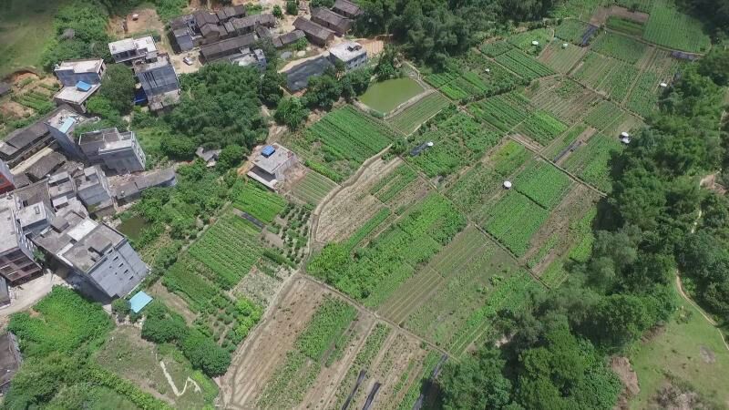 芒果苗1m以下
