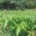芒果苗1m以下