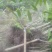 芒果苗1m以下