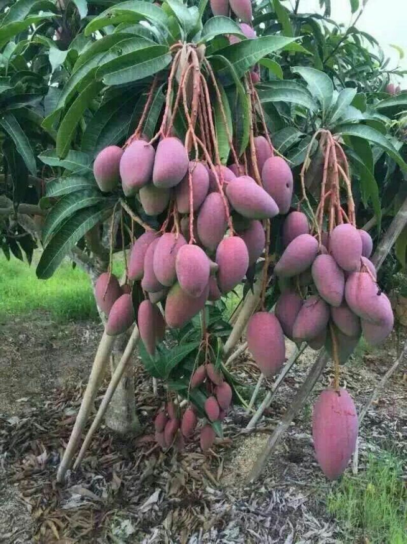 芒果苗1m以下