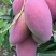 芒果苗1m以下