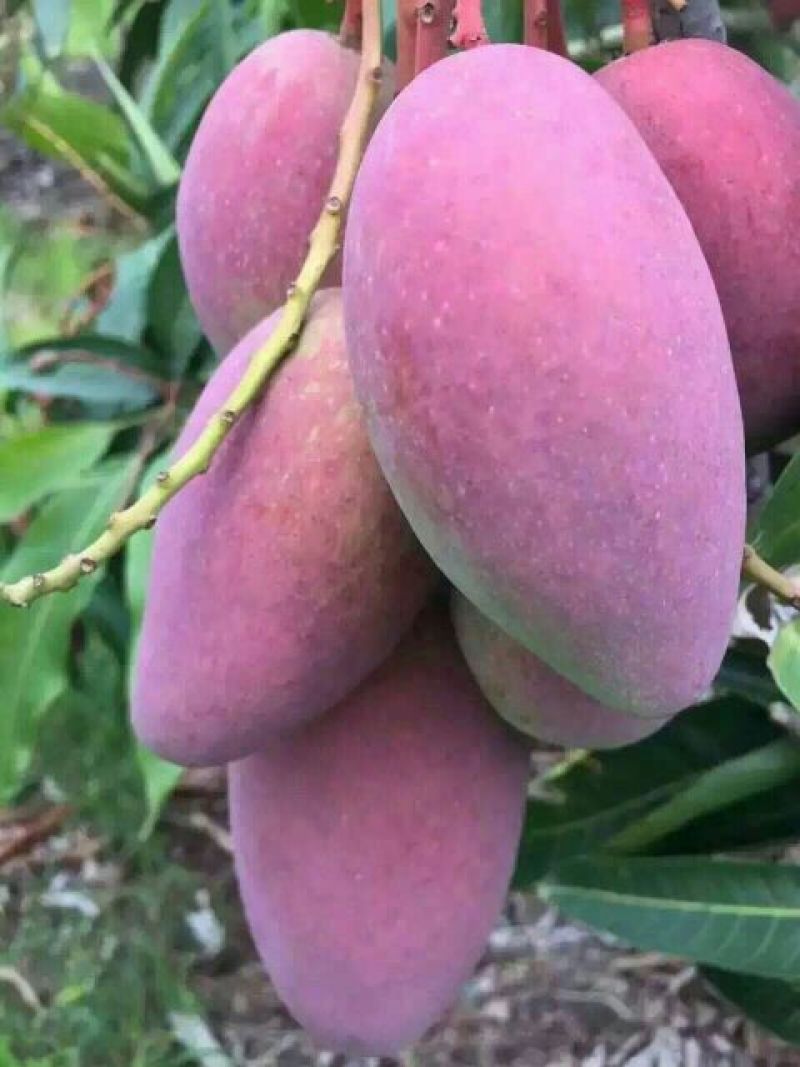 芒果苗1m以下