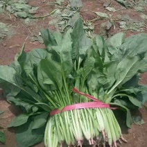 大叶菠菜20~25厘米