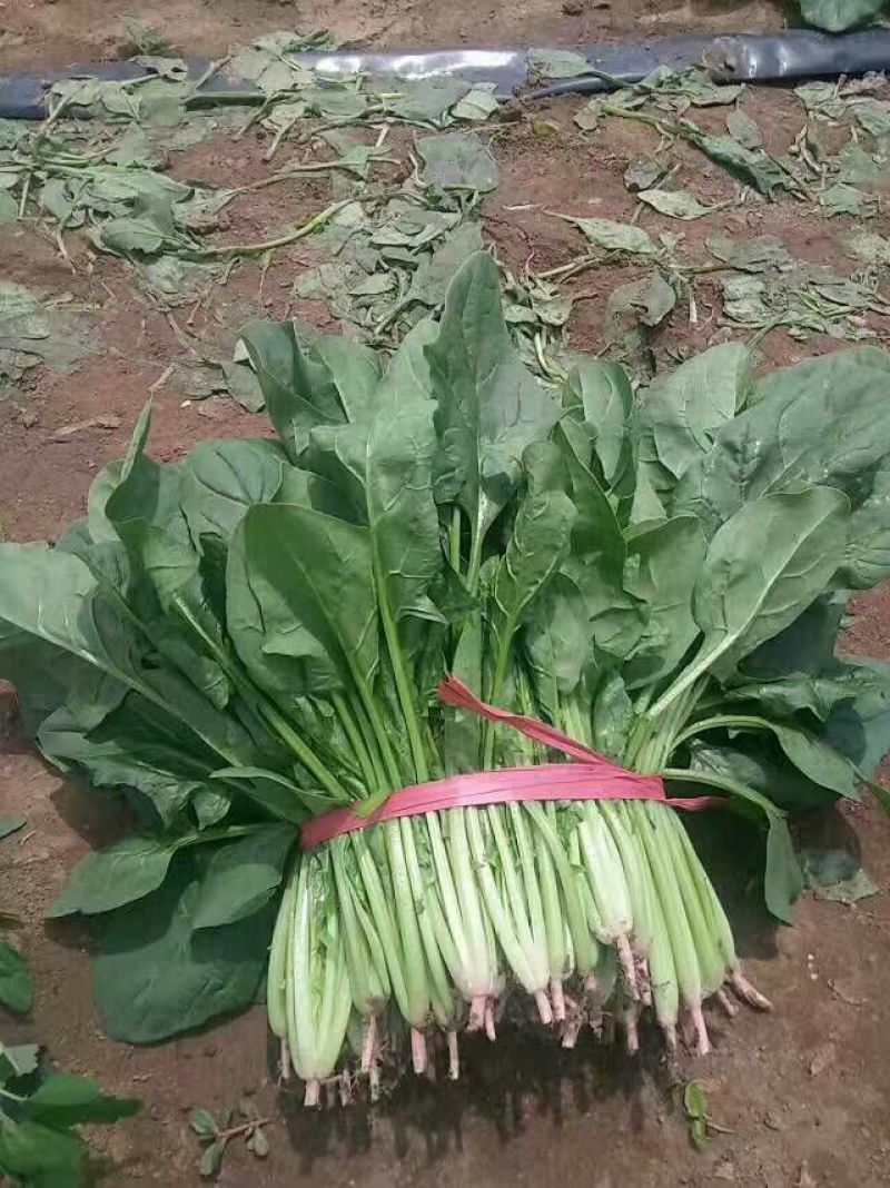 大叶菠菜20~25厘米