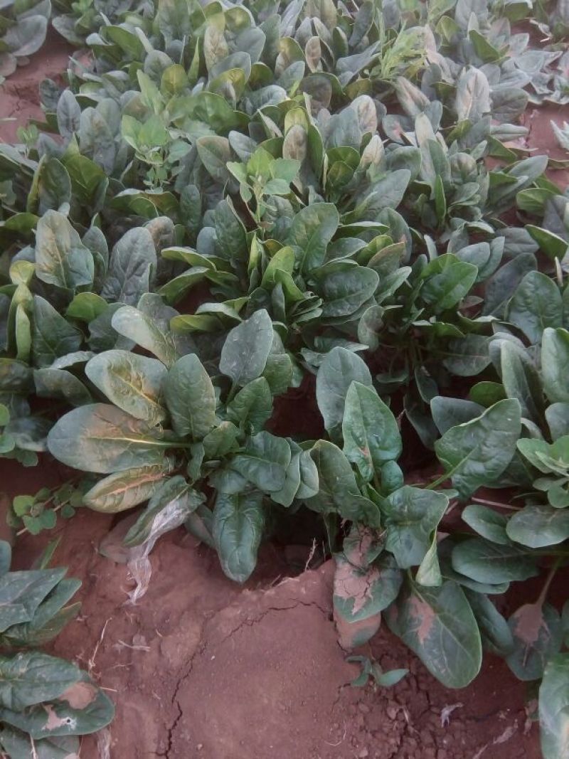 大叶菠菜20~25厘米