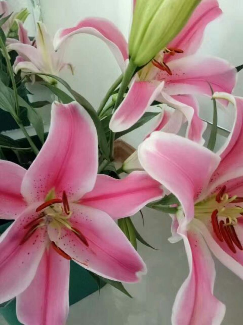 荷兰百合3~4凌源鲜花批发