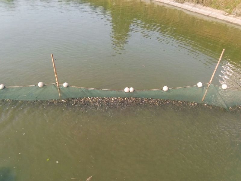 重庆市大量优质白鲢苗批发