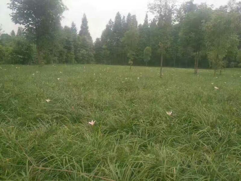 葱兰价格江苏葱兰高质量低价格无中介