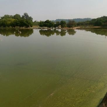 草鱼苗重庆基地优质鱼苗大量