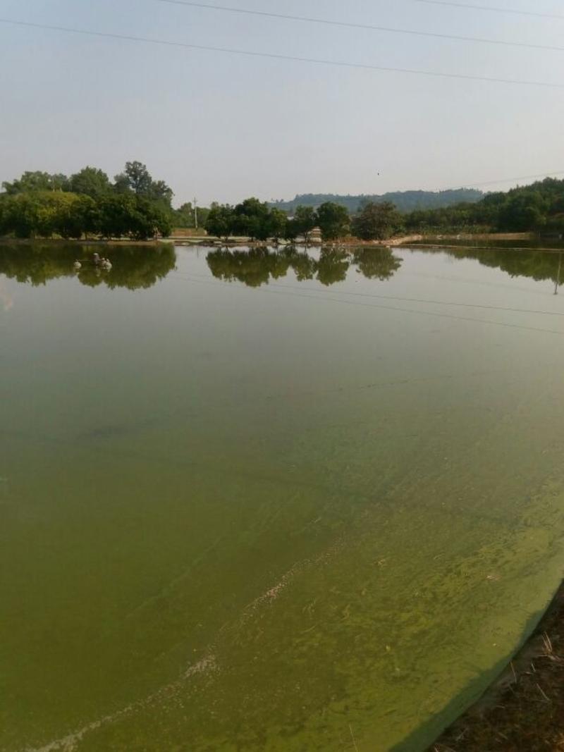 草鱼苗重庆基地优质鱼苗大量