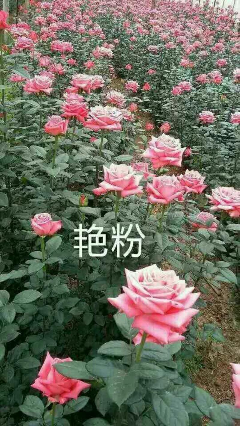 玫瑰盆花带盆栽好