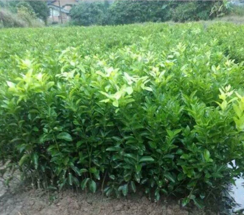 沙糖桔苗金秋沙糖苗无核早熟只做正品