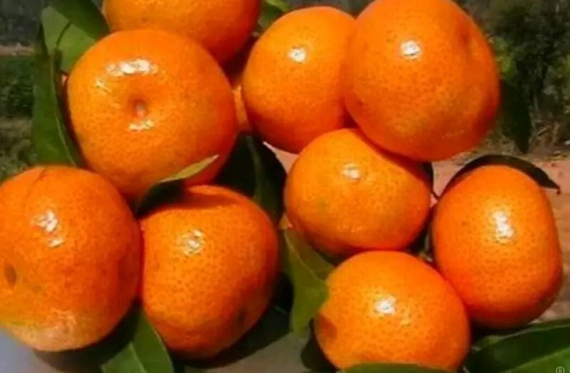 沙糖桔苗金秋沙糖苗无核早熟只做正品