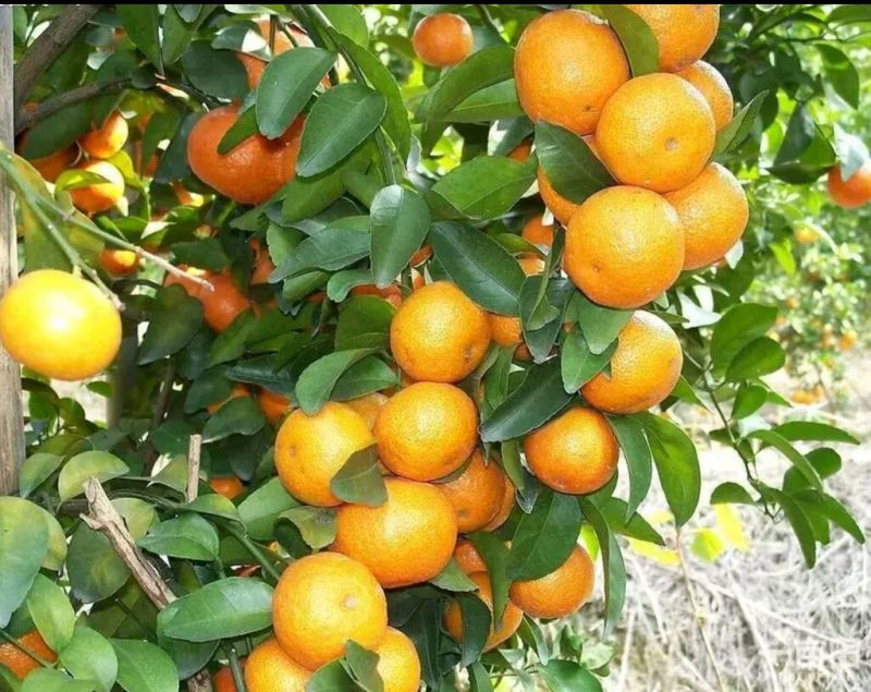 沙糖桔苗金秋沙糖苗无核早熟只做正品