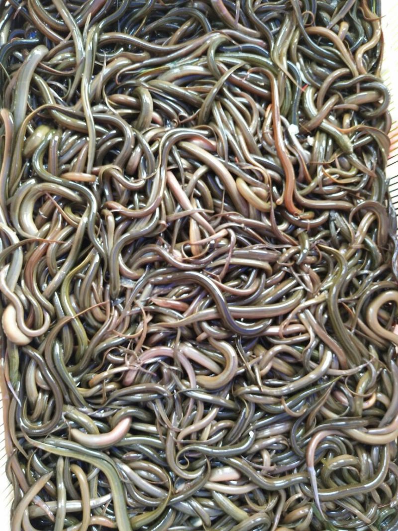 优质黄鳝苗质量杠杠滴包运费