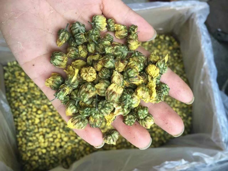 杭州白菊散装