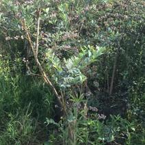 蓝莓苗2年90cm以上分枝4个根系满钵
