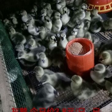 灰鹅苗250g以下