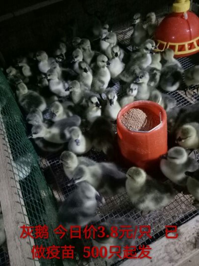 灰鹅苗250g以下