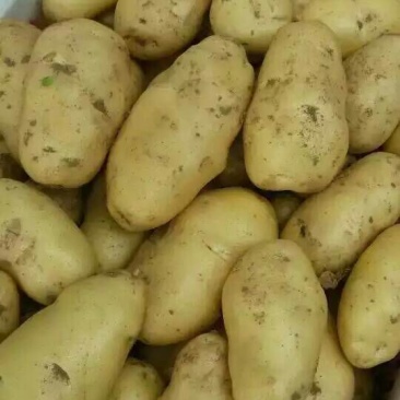土豆荷兰十五通货2两以上