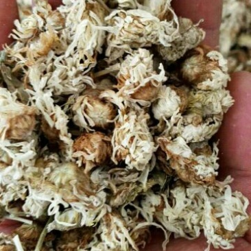 药用菊花散装