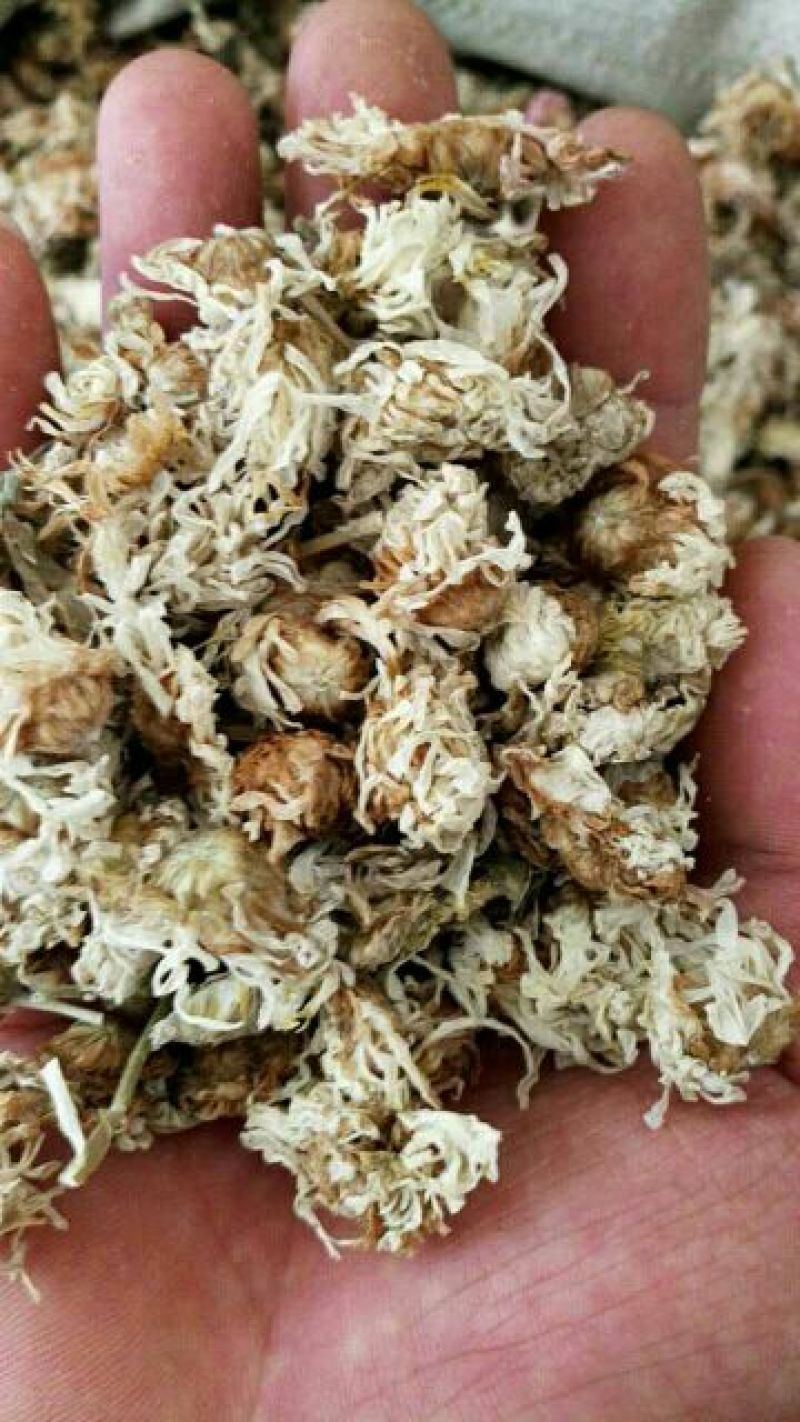 药用菊花散装