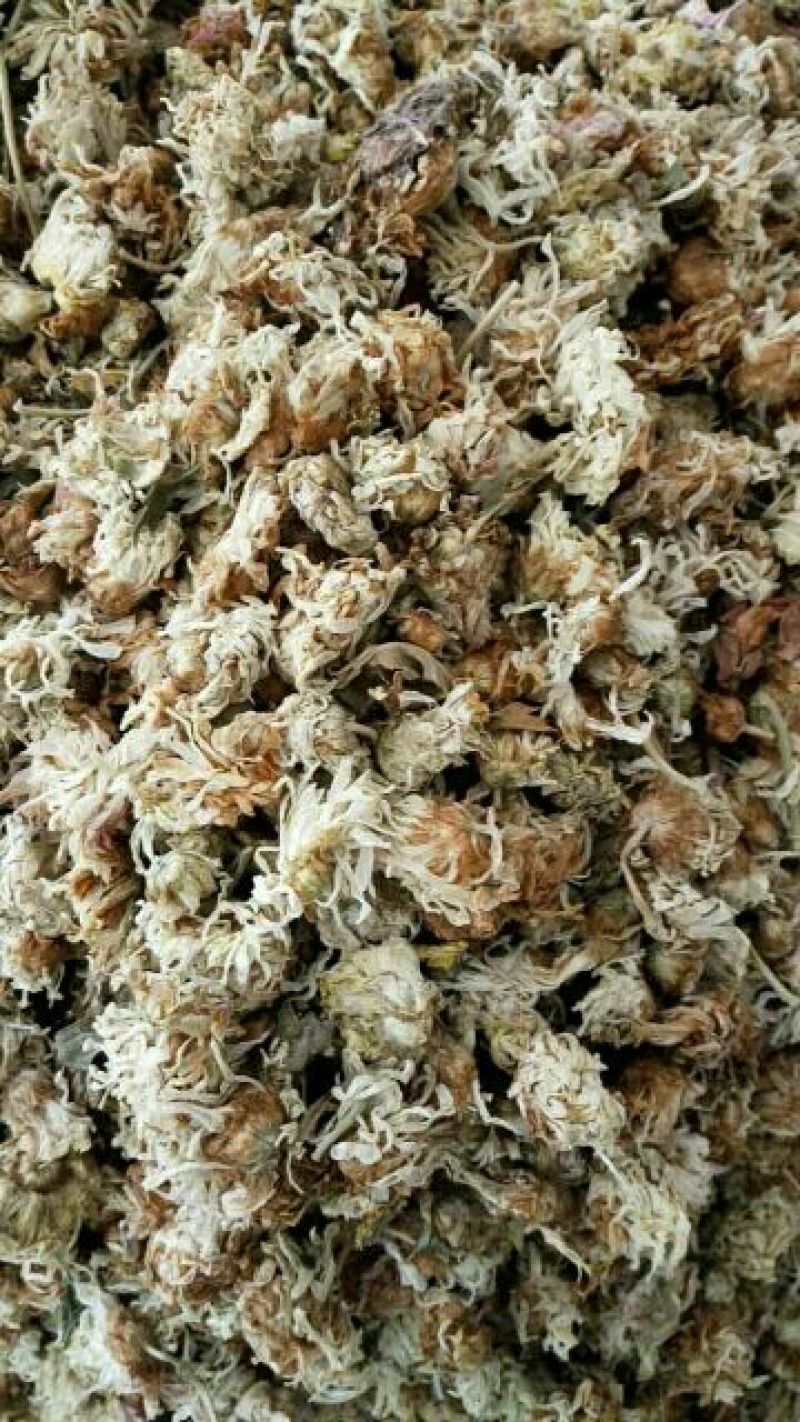 药用菊花散装